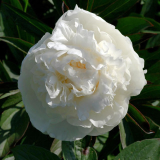 plantes-vivaces-paeonia-mme-claude-tain-pivoine-en-vente-pepiniere-lepage-
