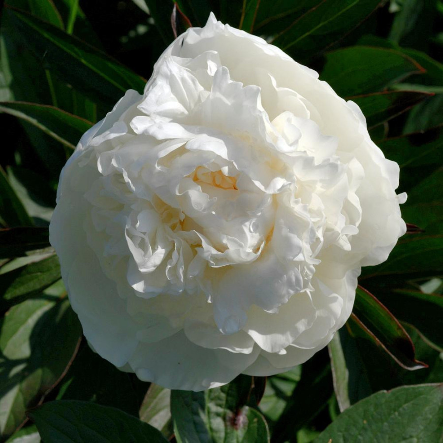 Plantes Vivaces PAEONIA 'Mme Claude Tain' - Pivoine en vente - Pépinière Lepage .