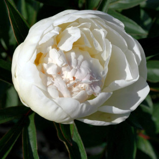 Plantes Vivaces PAEONIA 'Mme Claude Tain' - Pivoine en vente - Pépinière Lepage .