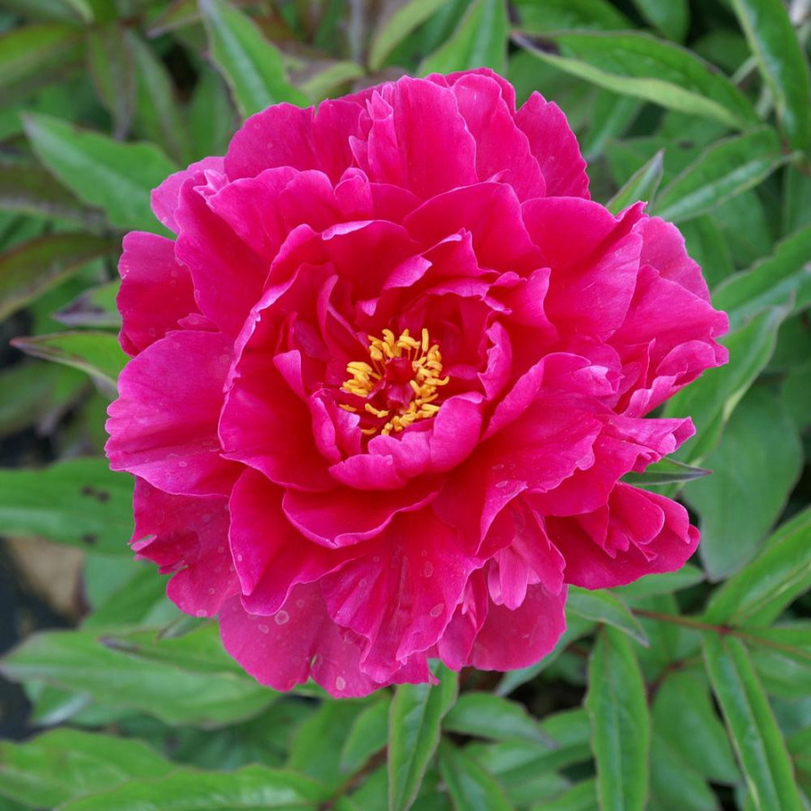 Plantes Vivaces PAEONIA 'Monsieur Adam Modzelewski' - Pivoine en vente - Pépinière Lepage .