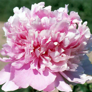 plantes-vivaces-paeonia-monsieur-jules-elie-pivoine-en-vente-pepiniere-lepage-