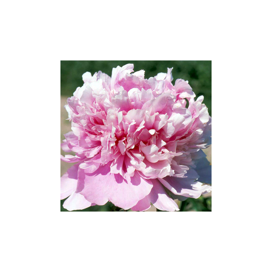 Plantes Vivaces PAEONIA 'Monsieur Jules Elie' - Pivoine en vente - Pépinière Lepage .