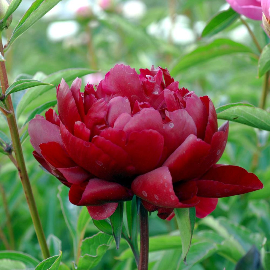 Plantes Vivaces PAEONIA 'Peter Brand' - Pivoine en vente - Pépinière Lepage .