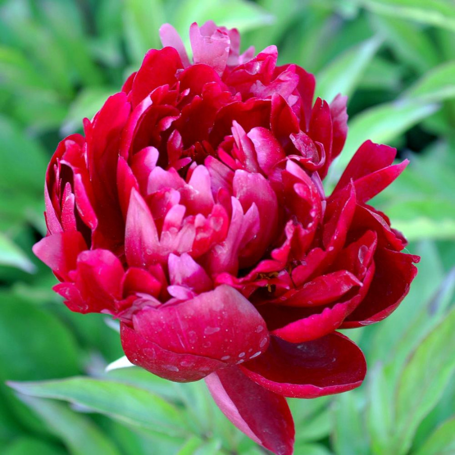 Plantes Vivaces PAEONIA 'Peter Brand' - Pivoine en vente - Pépinière Lepage .