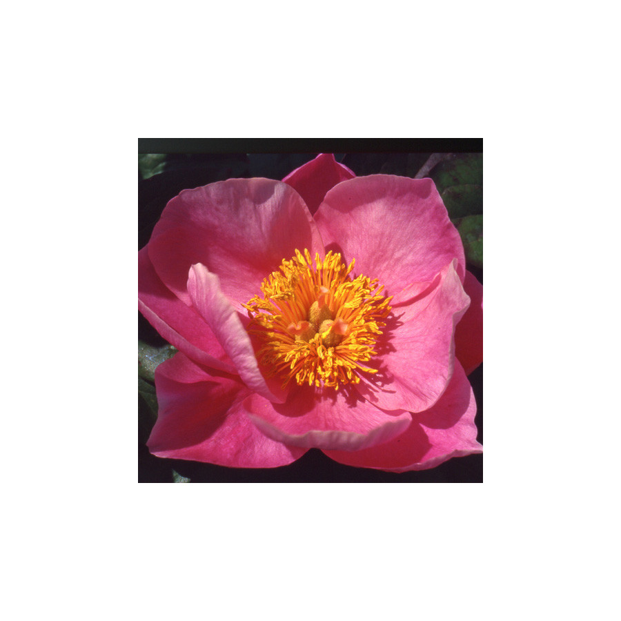 Plantes Vivaces PAEONIA 'Pink Chalice' - Pivoine en vente - Pépinière Lepage .