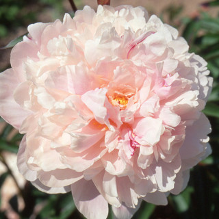 plantes-vivaces-paeonia-reine-hortense-pivoine-en-vente-pepiniere-lepage-