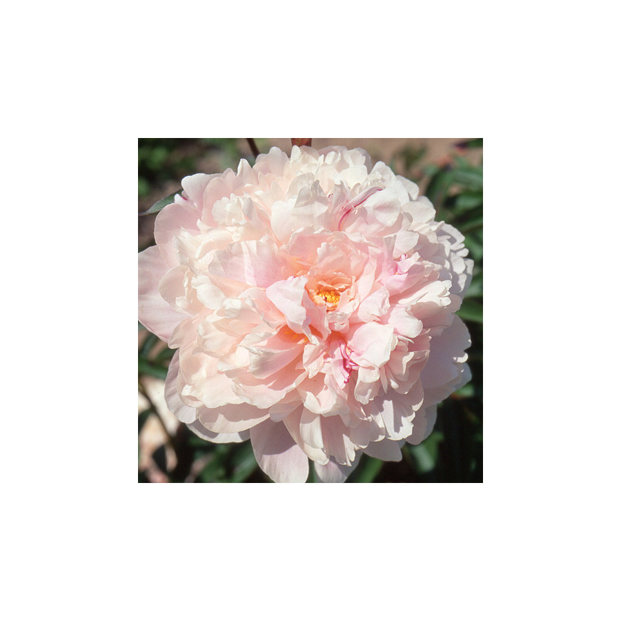 Plantes Vivaces PAEONIA 'Reine Hortense' - Pivoine en vente - Pépinière Lepage .