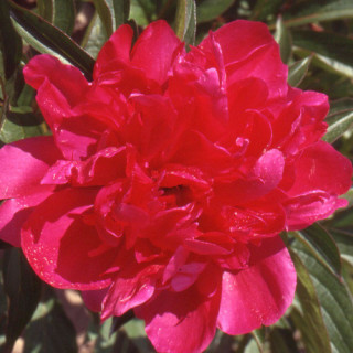 plantes-vivaces-paeonia-richard-carvel-pivoine-en-vente-pepiniere-lepage-