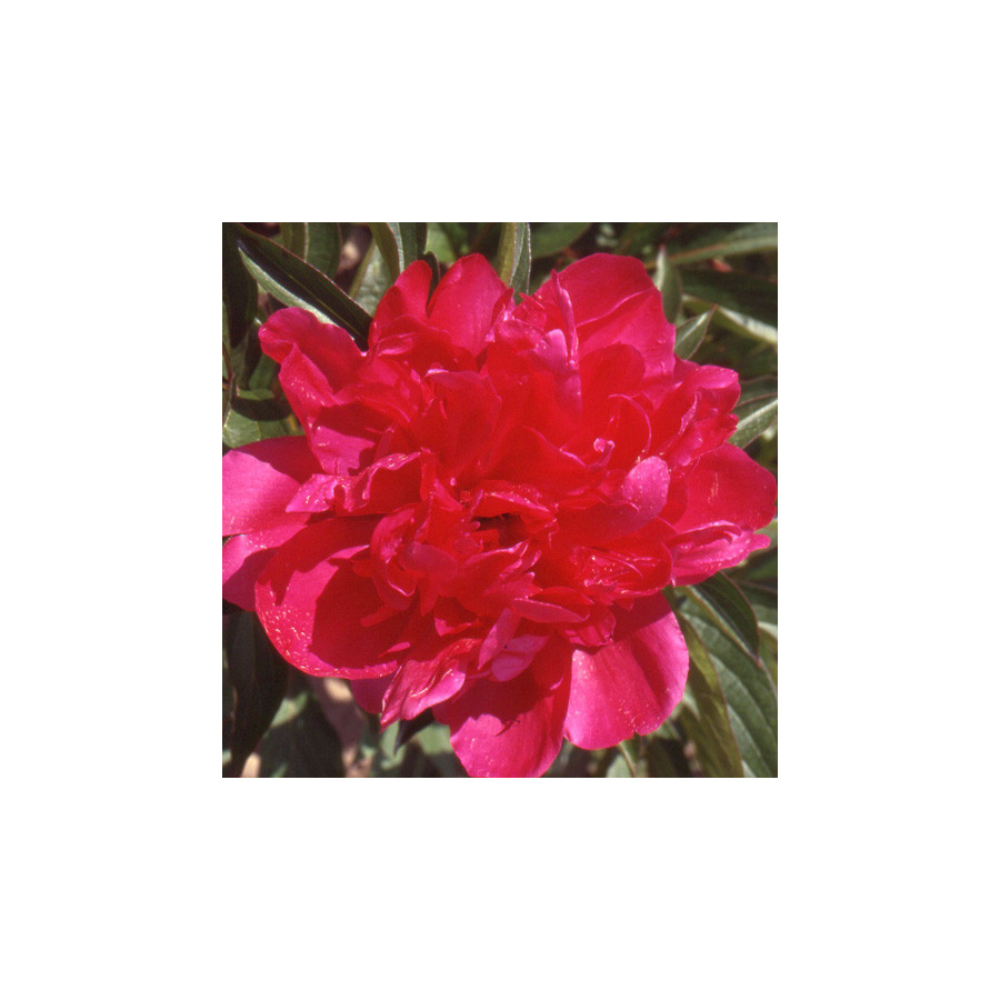 Plantes Vivaces PAEONIA 'Richard Carvel' - Pivoine en vente - Pépinière Lepage .