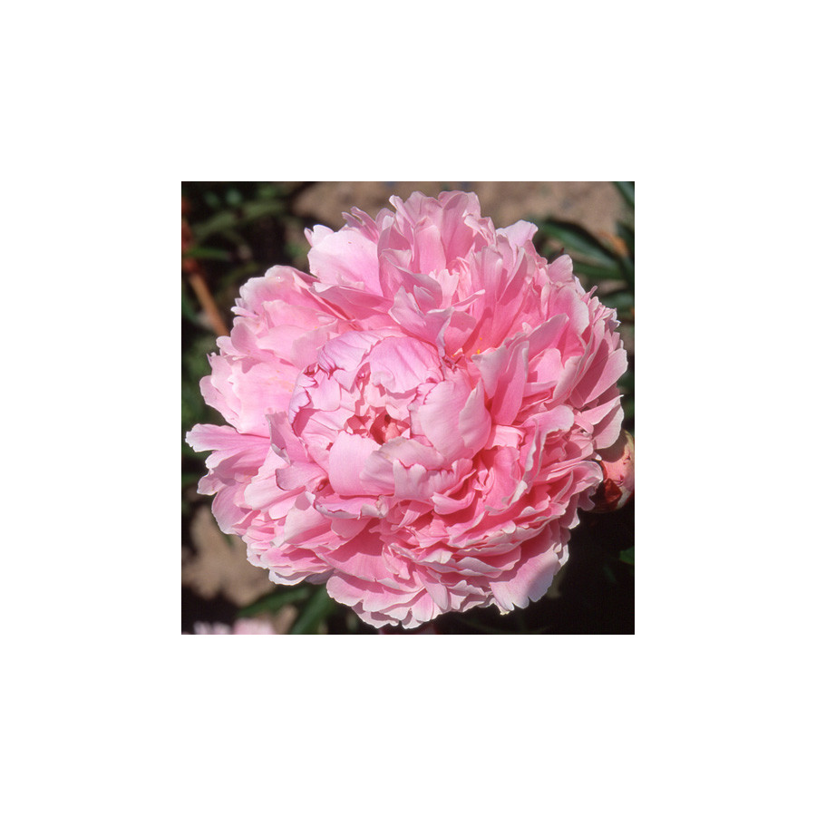 Plantes Vivaces PAEONIA 'Sarah Bernhardt' - Pivoine en vente - Pépinière Lepage .