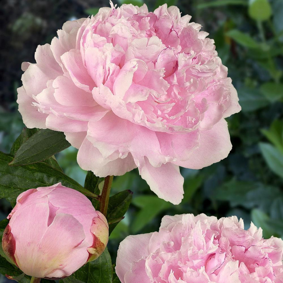 Plantes Vivaces PAEONIA 'Sarah Bernhardt' - Pivoine en vente - Pépinière Lepage .