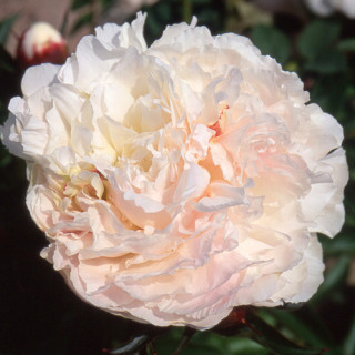 plantes-vivaces-paeonia-shirley-temple-pivoine-en-vente-pepiniere-lepage-