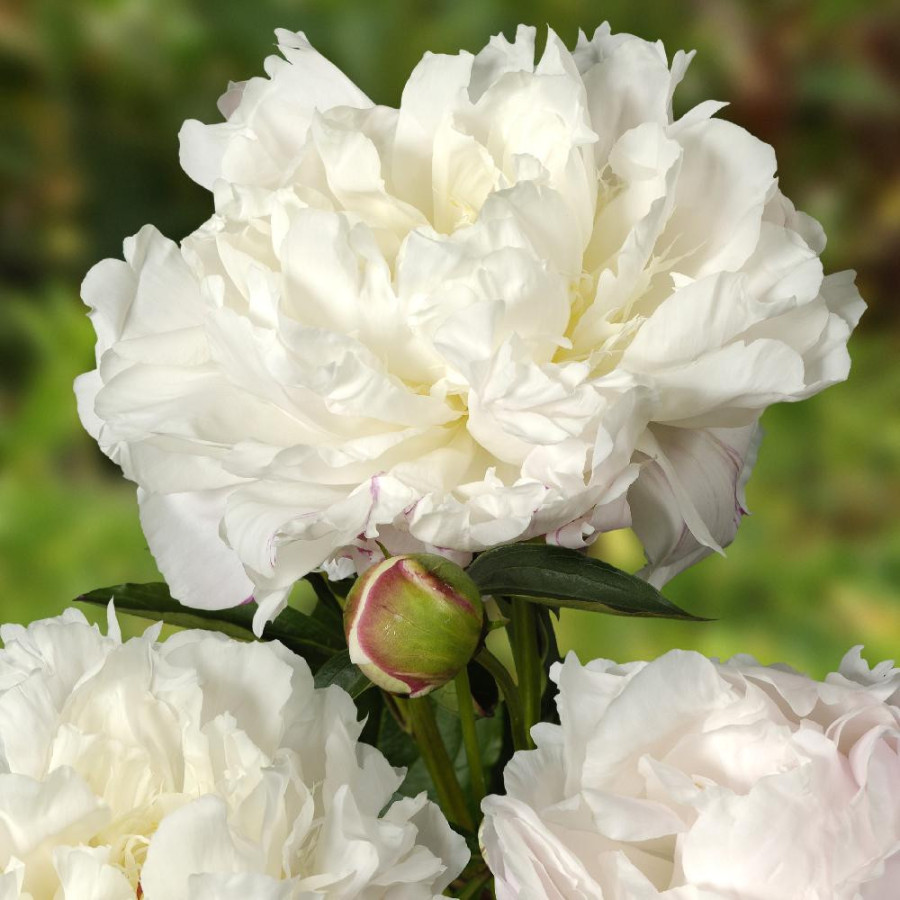 Plantes Vivaces PAEONIA 'Shirley Temple' - Pivoine en vente - Pépinière Lepage .