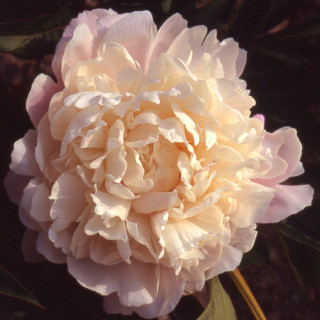 plantes-vivaces-paeonia-vogue-pivoine-en-vente-pepiniere-lepage-