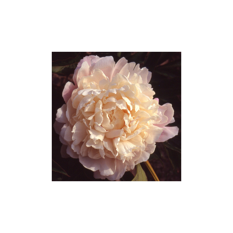Plantes Vivaces PAEONIA 'Vogue' - Pivoine en vente - Pépinière Lepage .
