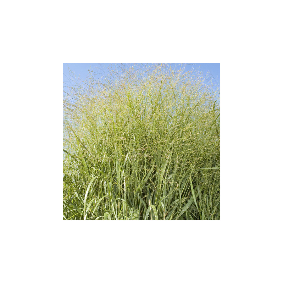 Plantes Vivaces PANICUM virgatum - Panic en vente - Pépinière Lepage .