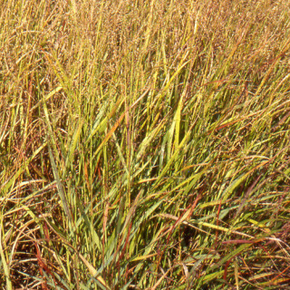 Plantes Vivaces PANICUM virgatum - Panic en vente - Pépinière Lepage .