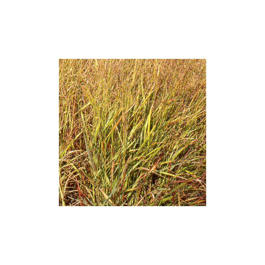 Plantes Vivaces PANICUM virgatum - Panic en vente - Pépinière Lepage .