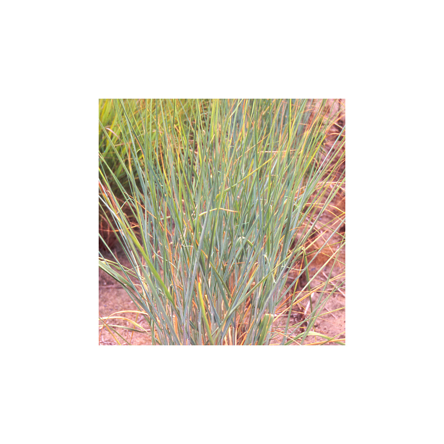 Plantes Vivaces PANICUM virgatum 'Cloud Nine' - Panic en vente - Pépinière Lepage .