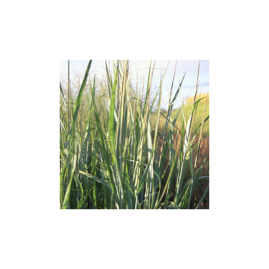 Plantes Vivaces PANICUM virgatum 'Dallas Blues' - Panic en vente - Pépinière Lepage .