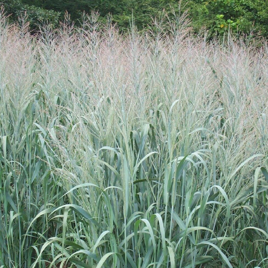 Plantes Vivaces PANICUM virgatum 'Dallas Blues' - Panic en vente - Pépinière Lepage .
