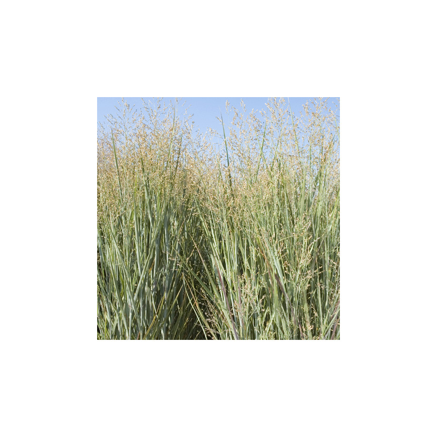 Plantes Vivaces PANICUM virgatum 'Heavy Metal' - Panic en vente - Pépinière Lepage .