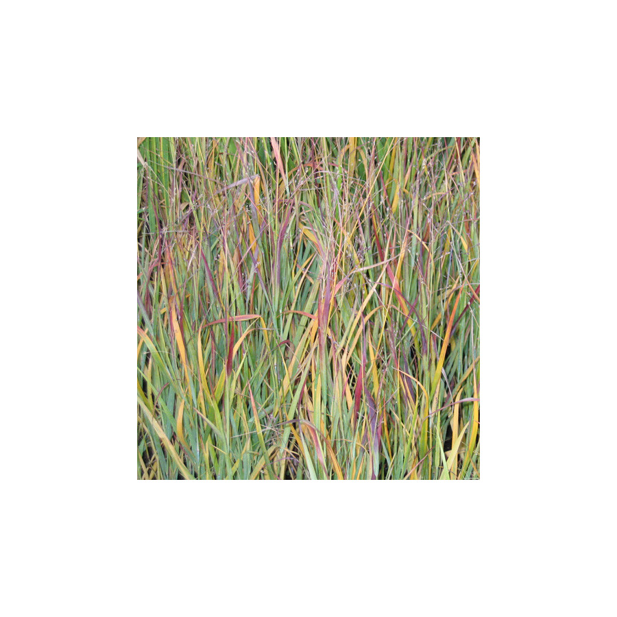 plantes-vivaces-panicum-virgatum-heiliger-hain-panic-en-vente-pepiniere-lepage-