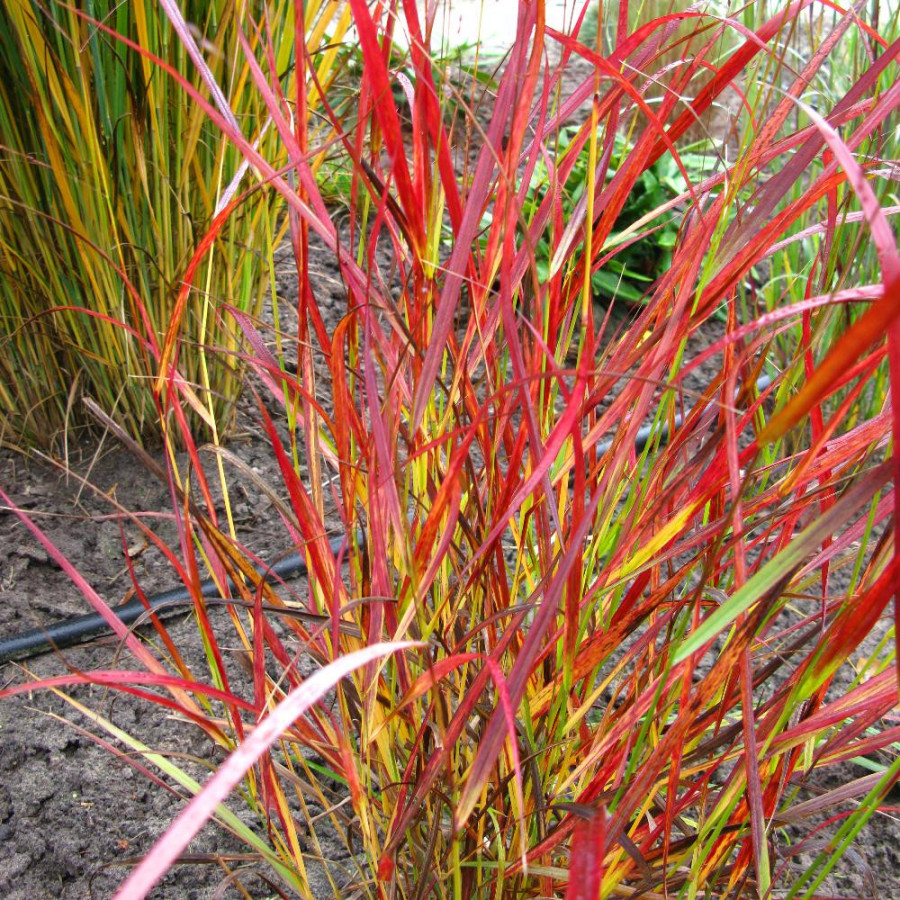 plantes-vivaces-panicum-virgatum-kurt-bluemel-panic-en-vente-pepiniere-lepage-