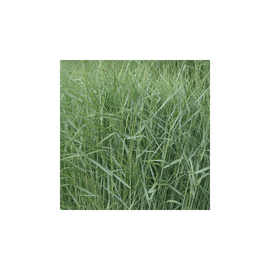 Plantes Vivaces PANICUM virgatum 'Prairie Sky' - Panic en vente - Pépinière Lepage .