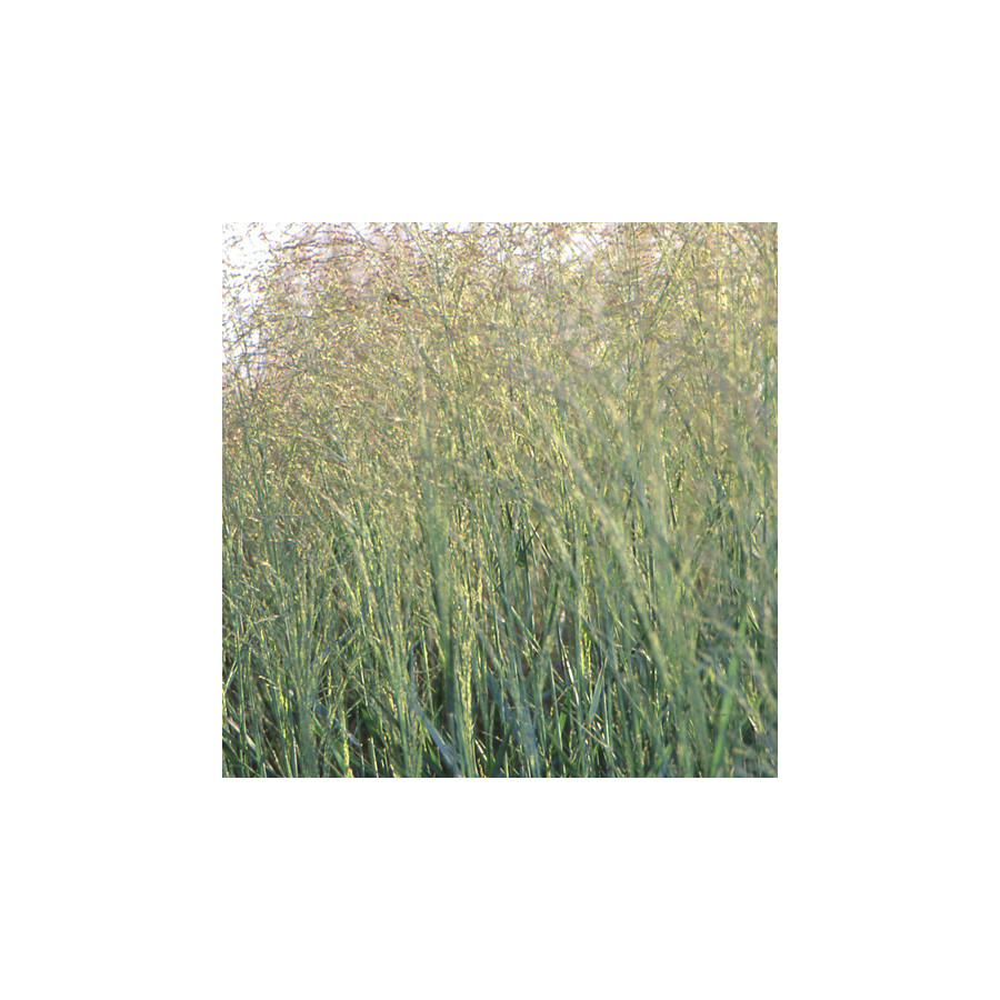 Plantes Vivaces PANICUM virgatum 'Prairie Sky' - Panic en vente - Pépinière Lepage .