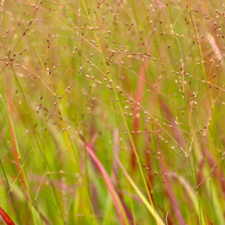 plantes-vivaces-panicum-virgatum-rotstrahlbusch-hanse-herms-panic-en-vente-pepiniere-lepage-