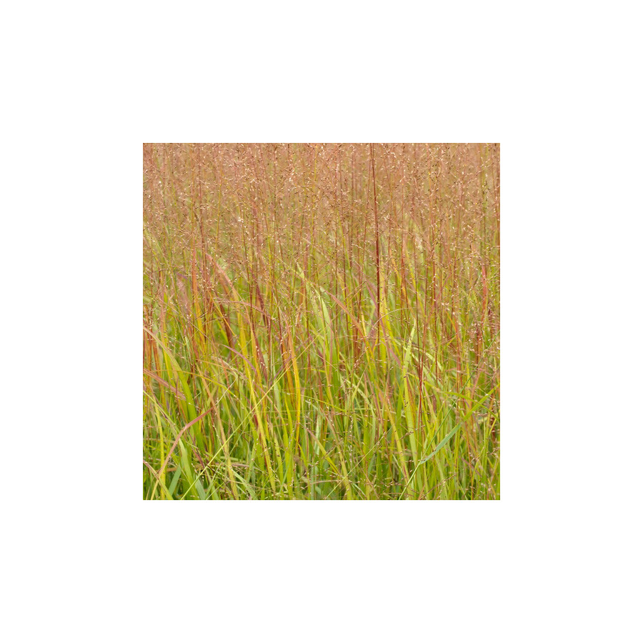 plantes-vivaces-panicum-virgatum-rotstrahlbusch-hanse-herms-panic-en-vente-pepiniere-lepage-
