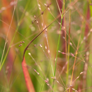 plantes-vivaces-panicum-virgatum-rotstrahlbusch-hanse-herms-panic-en-vente-pepiniere-lepage-