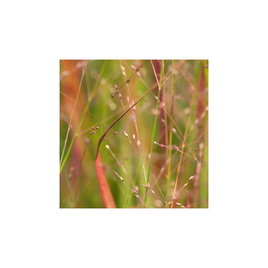 plantes-vivaces-panicum-virgatum-rotstrahlbusch-hanse-herms-panic-en-vente-pepiniere-lepage-