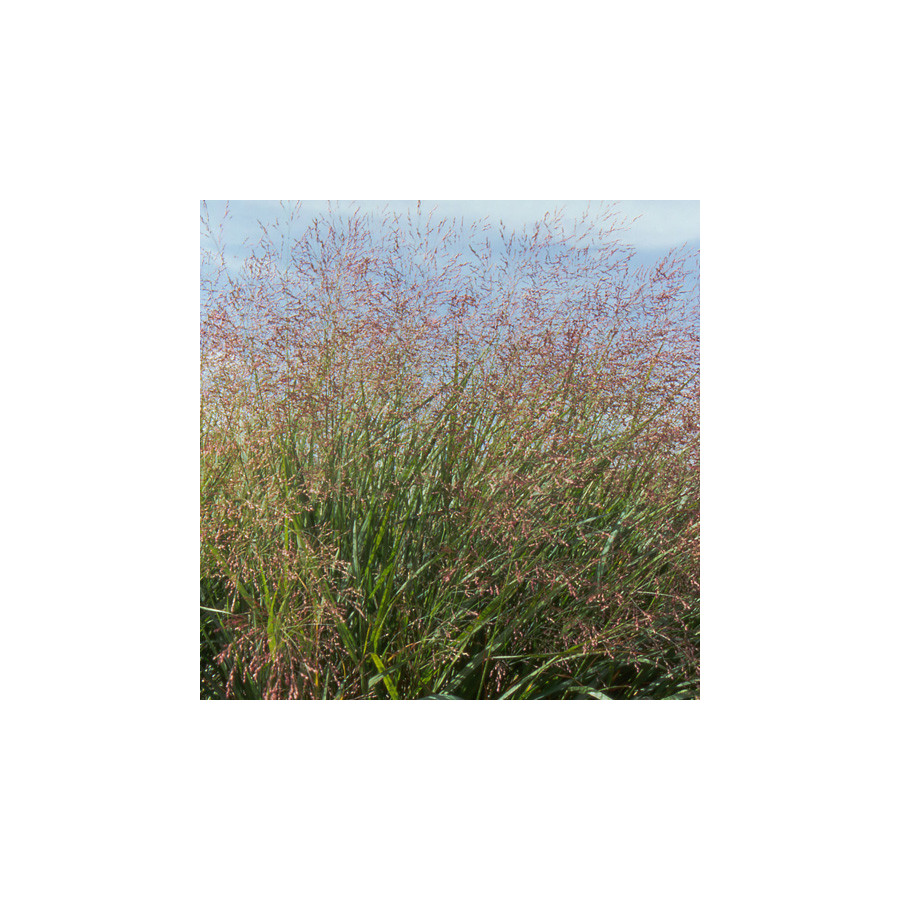 plantes-vivaces-panicum-virgatum-squaw-panic-en-vente-pepiniere-lepage-