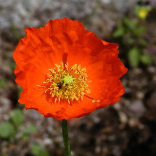 plantes-vivaces-papaver-nudicaule-pavot-en-vente-pavot-d-islande-en-vente-pepiniere-lepage-