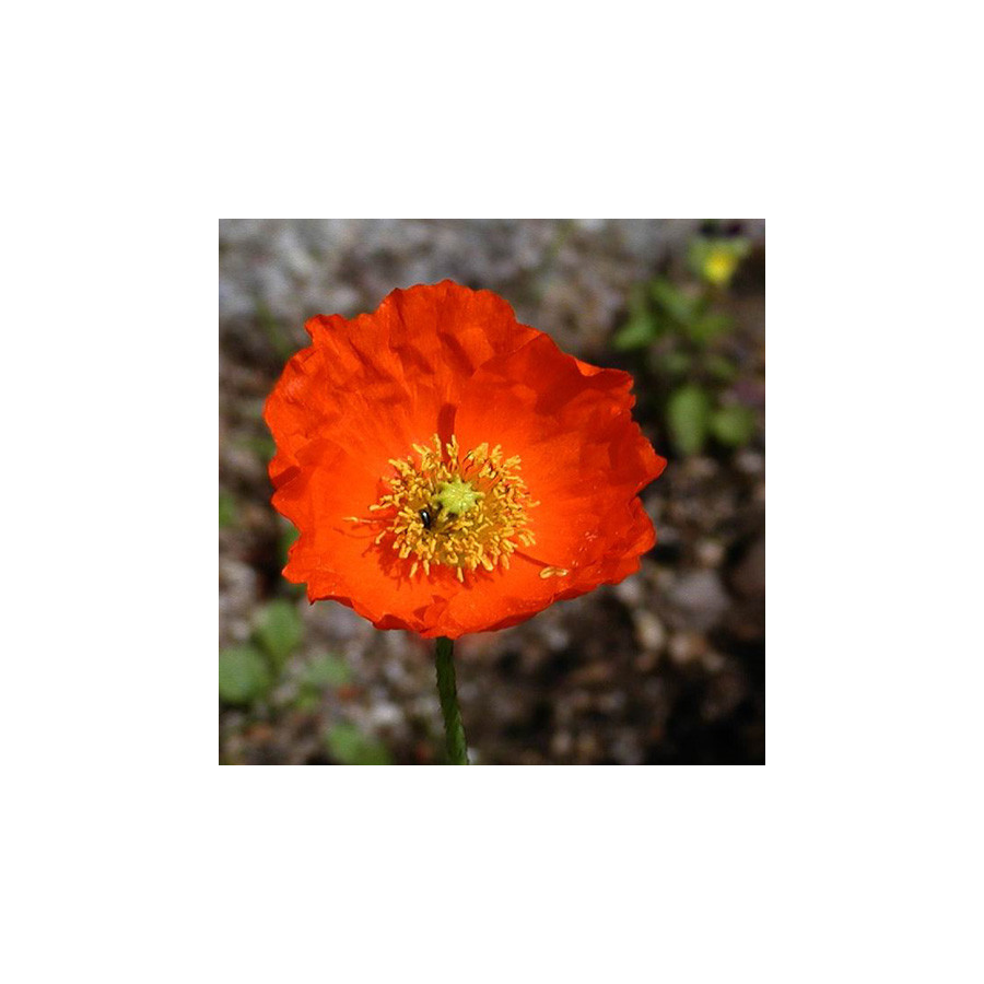 Plantes Vivaces PAPAVER nudicaule - Pavot en vente - Pavot d'Islande en vente - Pépinière Lepage .