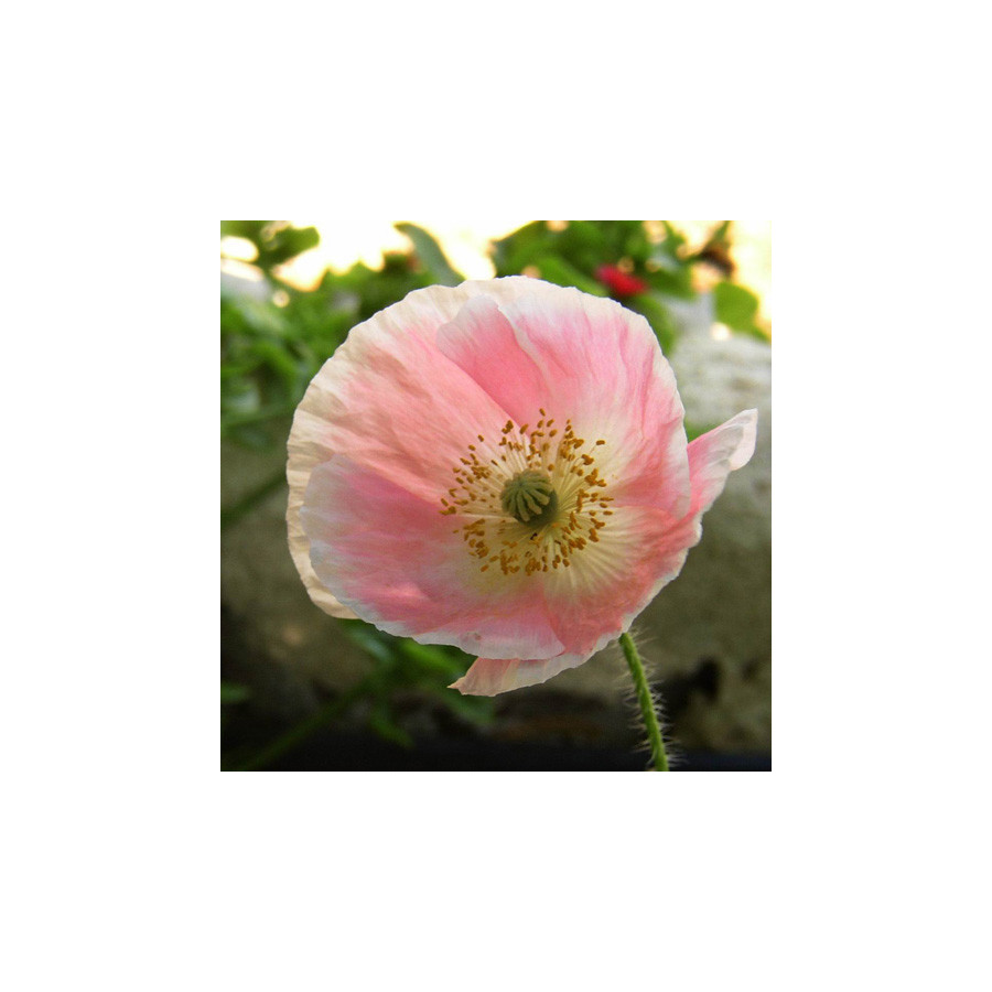 Plantes Vivaces PAPAVER nudicaule - Pavot en vente - Pavot d'Islande en vente - Pépinière Lepage .