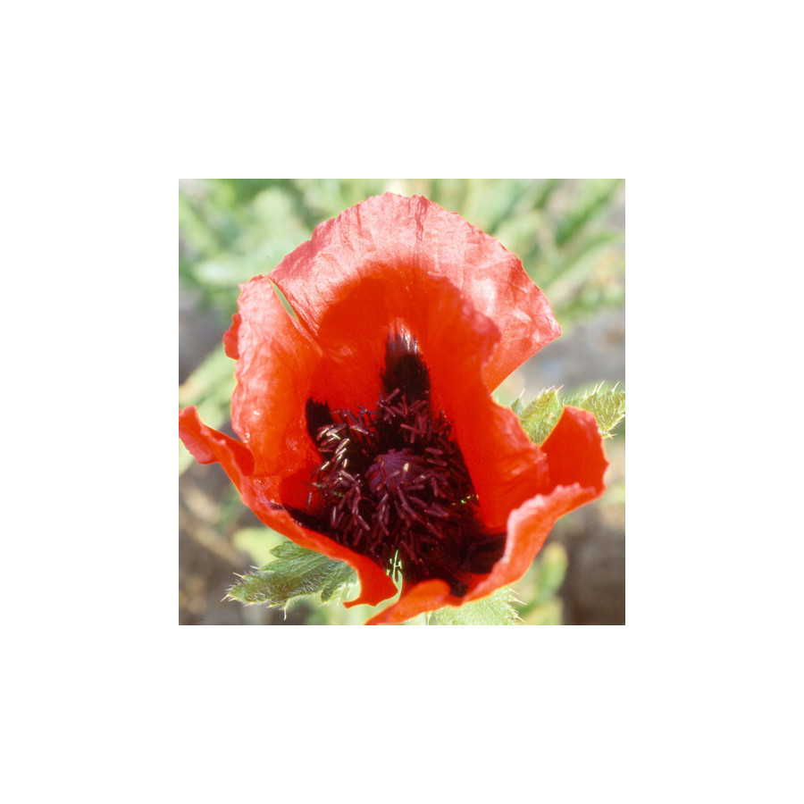 Plantes Vivaces PAPAVER orientale 'Beauty of Livermere' - Pavot en vente - Pavot d'Orient en vente - Pépinière Lepage .