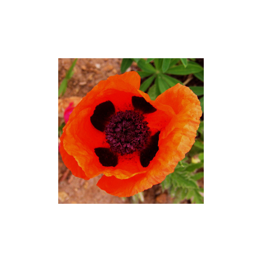 Plantes Vivaces PAPAVER orientale 'Beauty of Livermere' - Pavot en vente - Pavot d'Orient en vente - Pépinière Lepage .