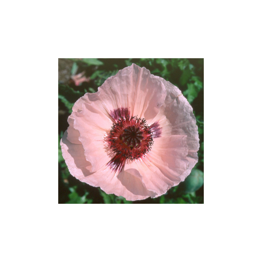 Plantes Vivaces PAPAVER orientale 'Karine' - Pavot en vente - Pavot d'Orient en vente - Pépinière Lepage .