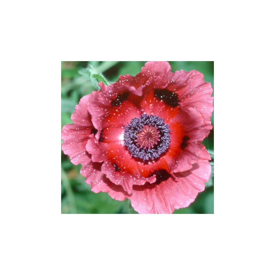 Plantes Vivaces PAPAVER orientale 'Patty's Plum' - Pavot en vente - Pavot d'Orient en vente - Pépinière Lepage .
