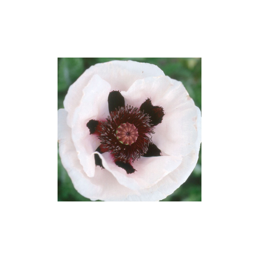 Plantes Vivaces PAPAVER orientale 'Perry's White' - Pavot en vente - Pavot d'Orient en vente - Pépinière Lepage .