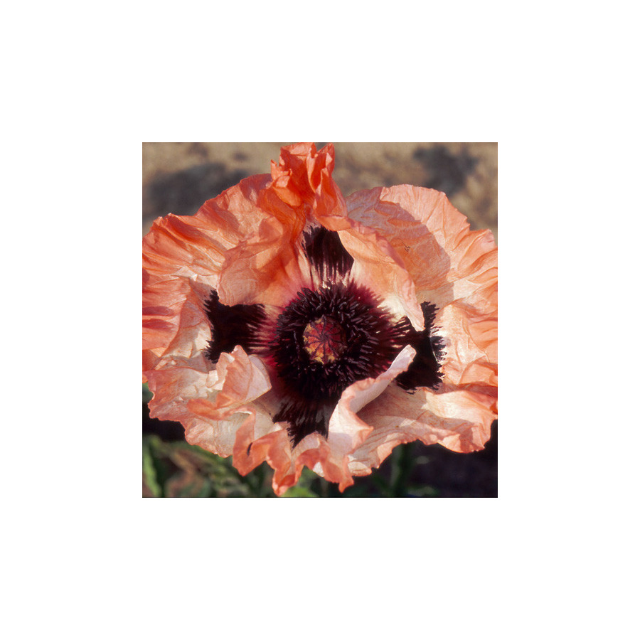 Plantes Vivaces PAPAVER orientale 'Picotee' - Pavot en vente - Pavot d'Orient en vente - Pépinière Lepage .