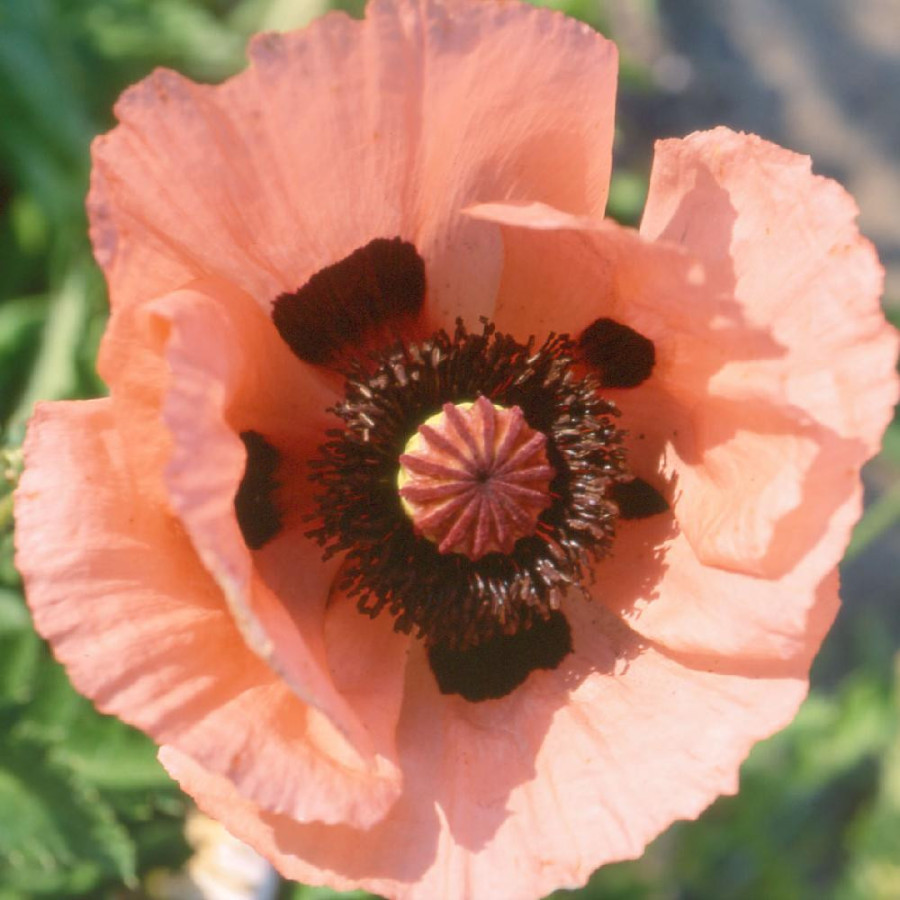 Plantes Vivaces PAPAVER orientale 'Queen Alexandra' - Pavot en vente - Pavot d'Orient en vente - Pépinière Lepage .
