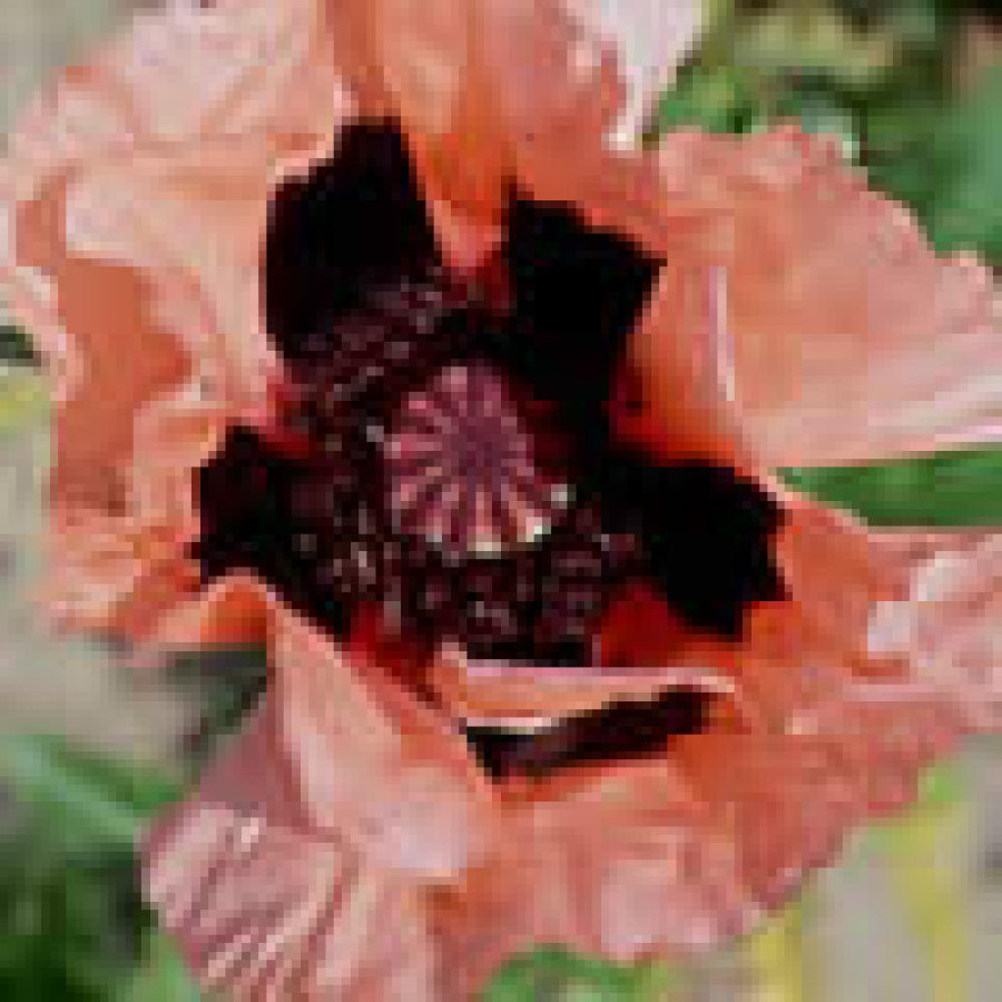 Plantes Vivaces PAPAVER orientale 'Queen Alexandra' - Pavot en vente - Pavot d'Orient en vente - Pépinière Lepage .