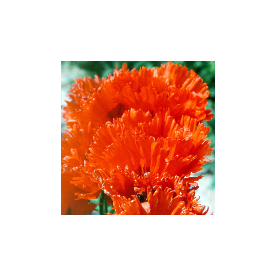 Plantes Vivaces PAPAVER orientale 'Türkenlouis' - Pavot en vente - Pavot d'Orient en vente - Pépinière Lepage .