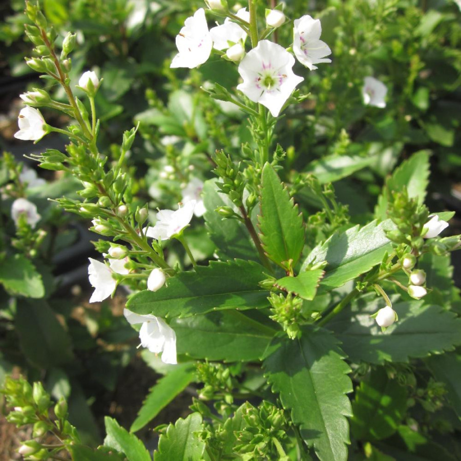 Plantes Vivaces PARAHEBE catarractae 'Avalanche' ® - Véronique compacte en vente - Pépinière Lepage .