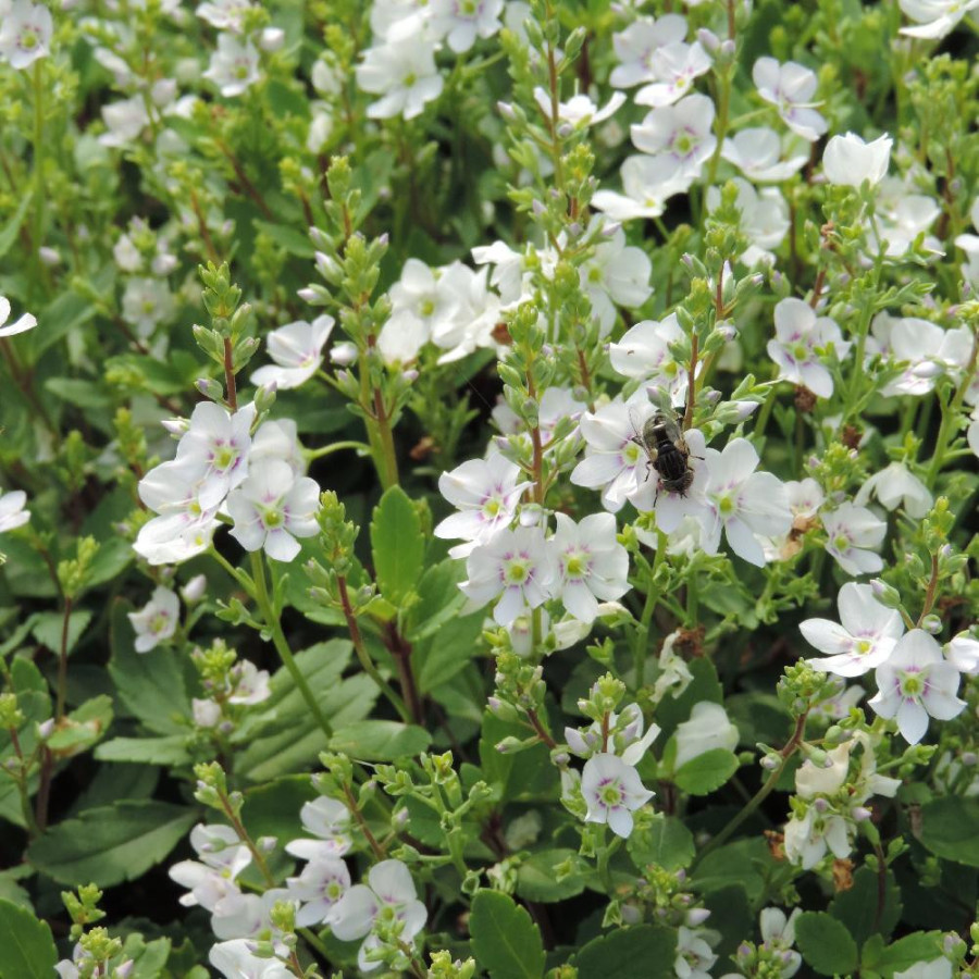 Plantes Vivaces PARAHEBE lyallii en vente - Pépinière Lepage .