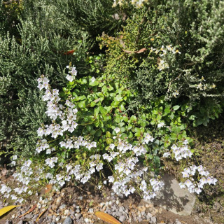 Plantes Vivaces PARAHEBE lyallii en vente - Pépinière Lepage .